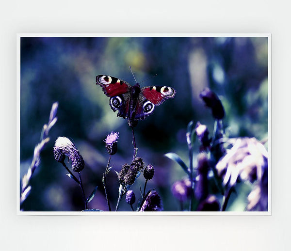 Butterfly With Open Wings Print Poster Wall Art