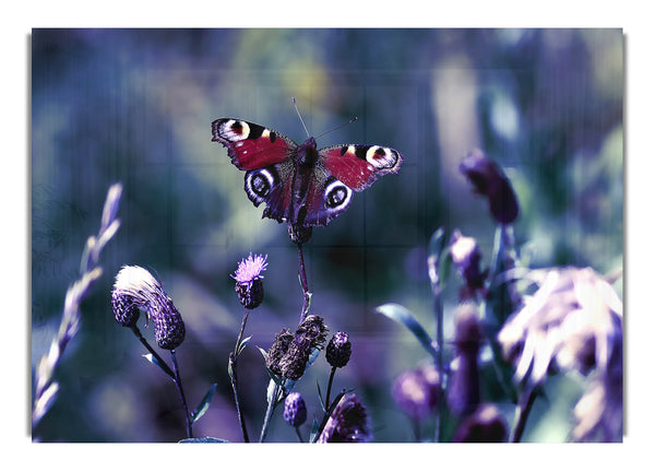 Schmetterling mit offenen Flügeln