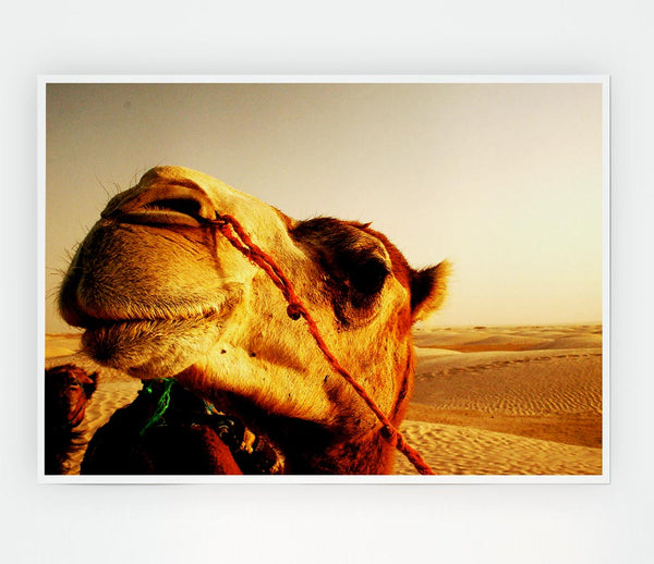 Camel Smile Print Poster Wall Art