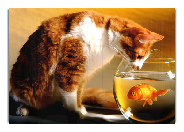 Katze und Fisch