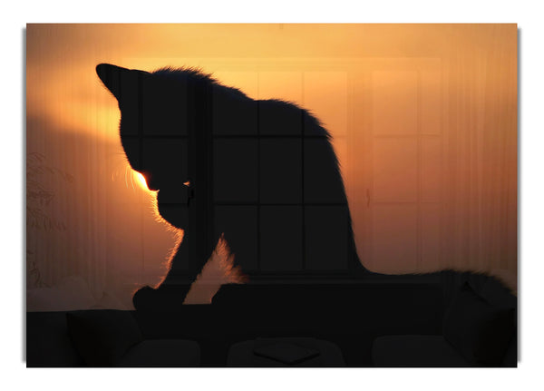 Katze im Sonnenuntergang