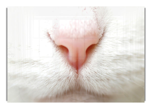 Cat Nose 2