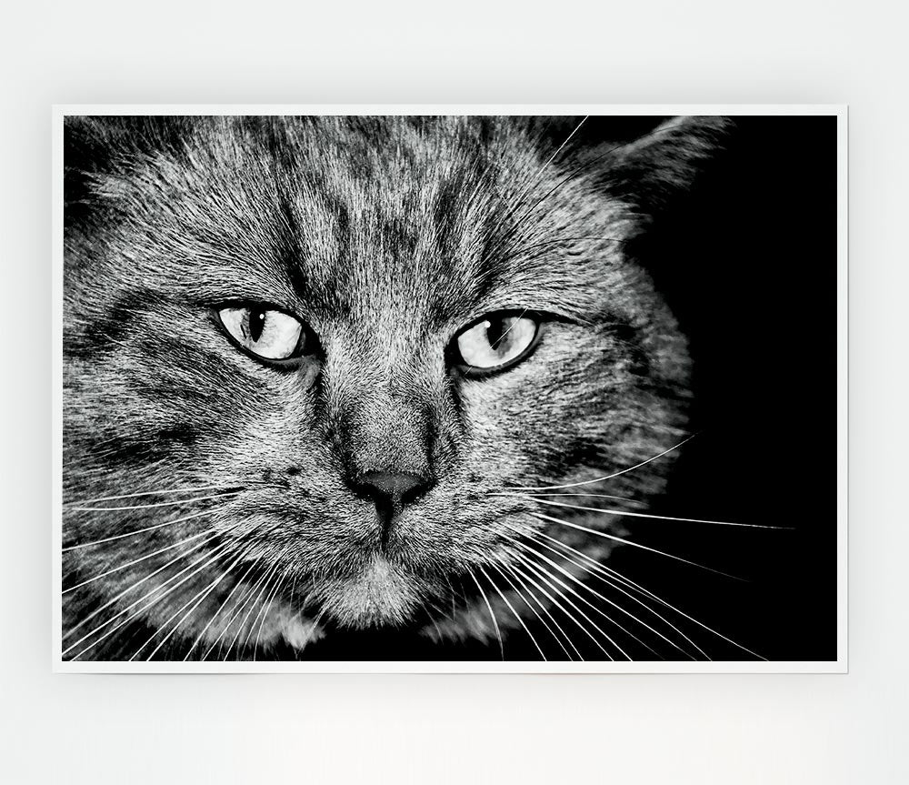 Cat Stare Print Poster Wall Art