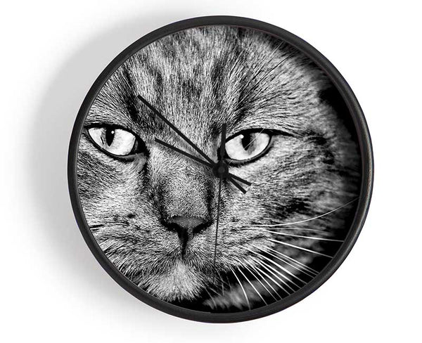 Cat Stare Clock - Wallart-Direct UK