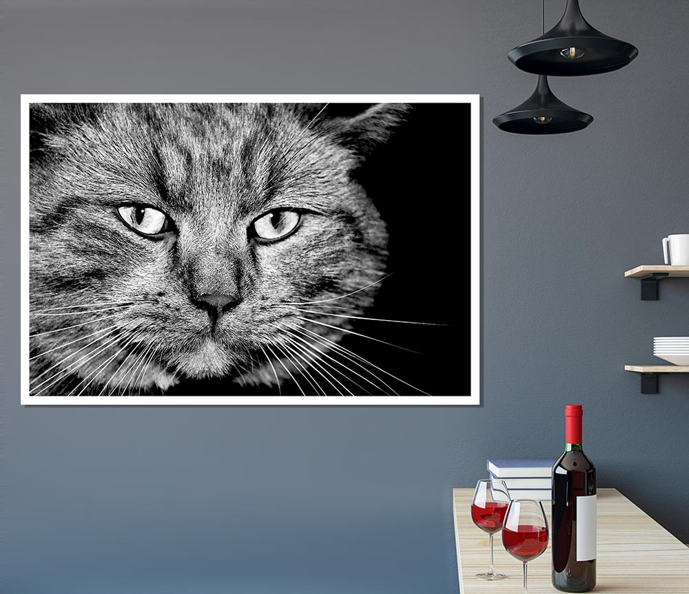 Cat Stare Print Poster Wall Art