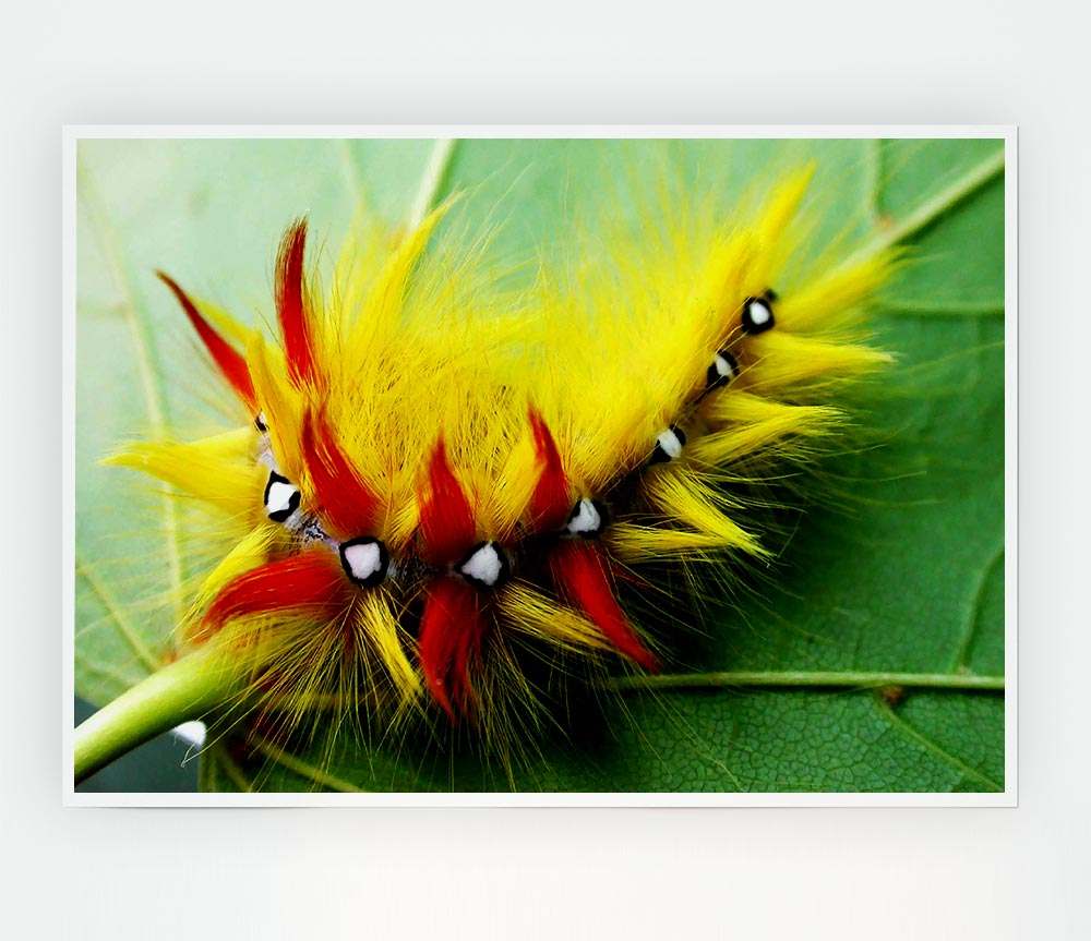 Caterpillar Beauty Print Poster Wall Art