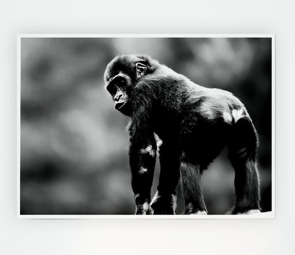 Cheeky Monkey Print Poster Wall Art