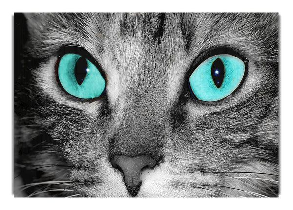 Close Up Of A Grey Tabby Cat Face