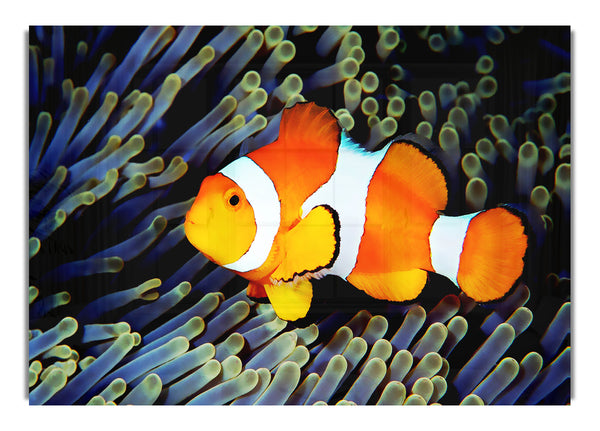 Clown Fish