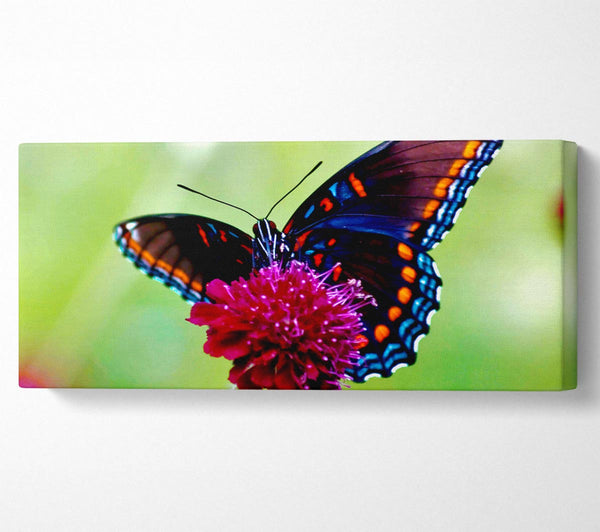 Colourful Butterfly Flower