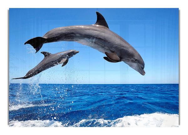 Common Bottlenose Dolphins