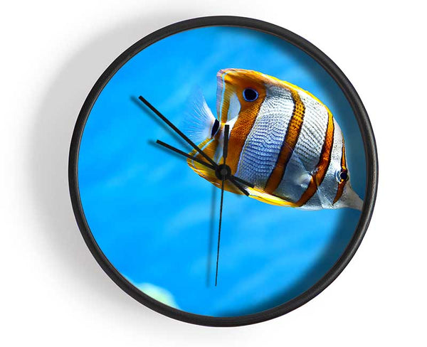 Copperband Butterfly Fish Clock - Wallart-Direct UK