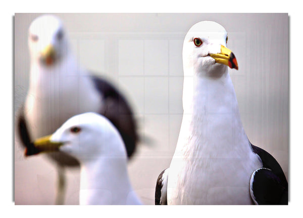 Curious Seagull