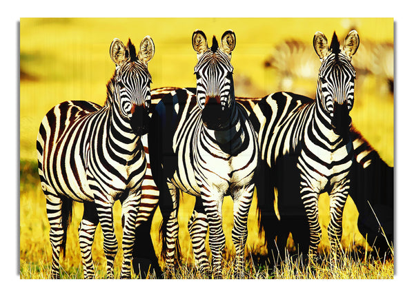 Curious Zebras