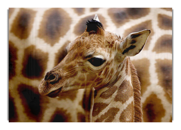 Cute Giraffe