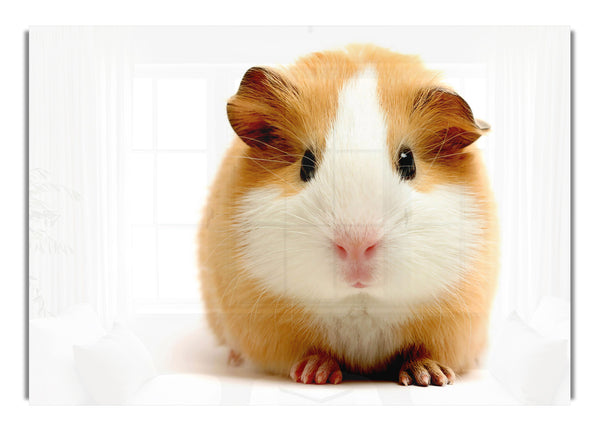 Cute Guinea Pig