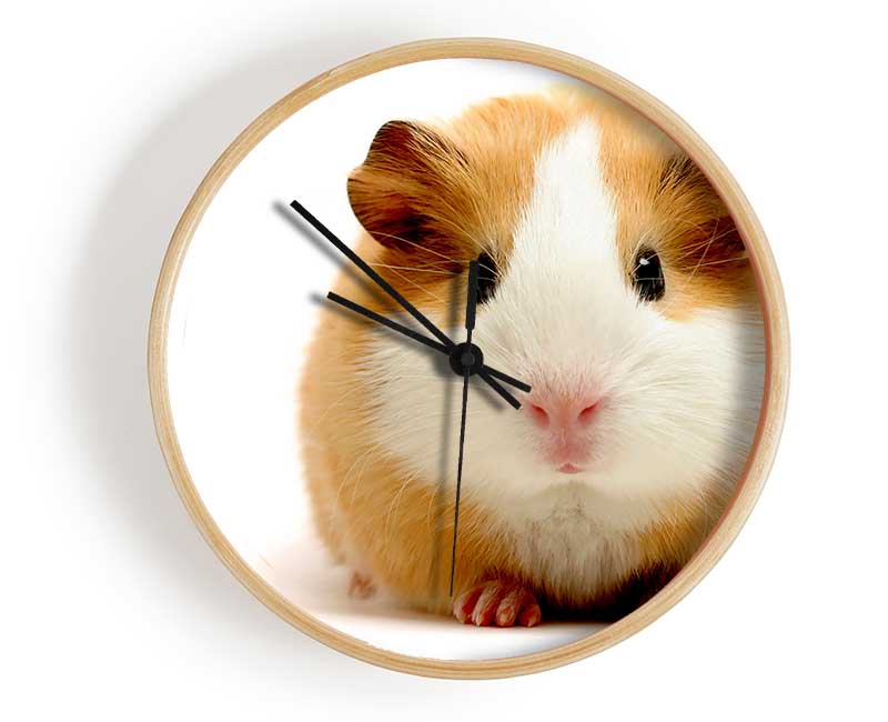 Cute Guinea Pig Clock - Wallart-Direct UK