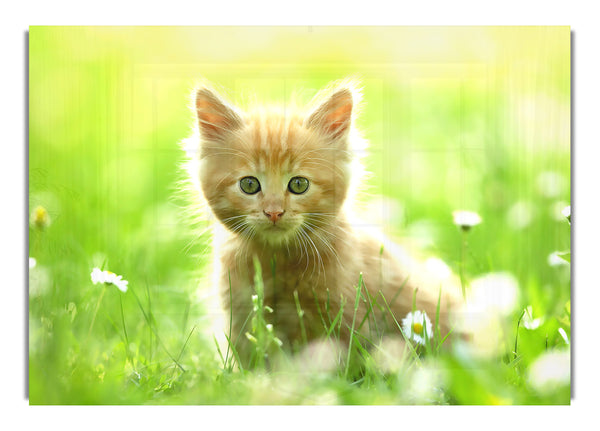 Cute Kitten