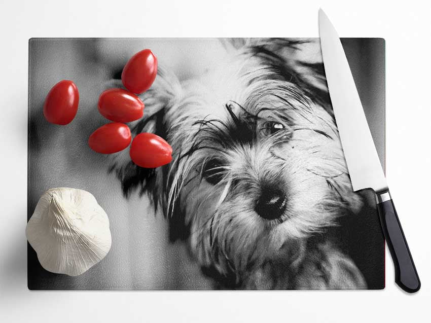 Cute Yorkshire Terrier Glass Chopping Board