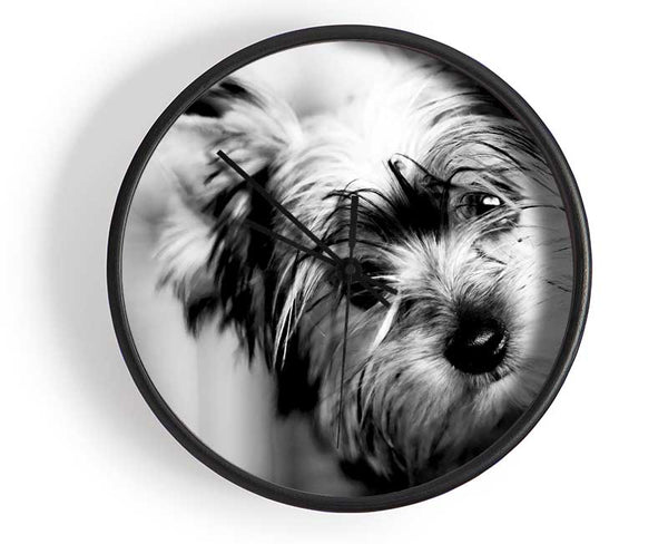 Cute Yorkshire Terrier Clock - Wallart-Direct UK