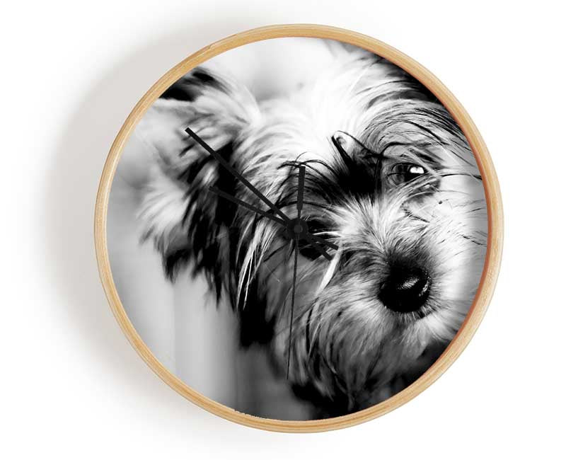 Cute Yorkshire Terrier Clock - Wallart-Direct UK