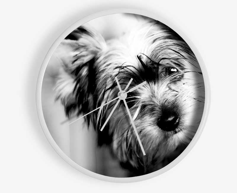 Cute Yorkshire Terrier Clock - Wallart-Direct UK