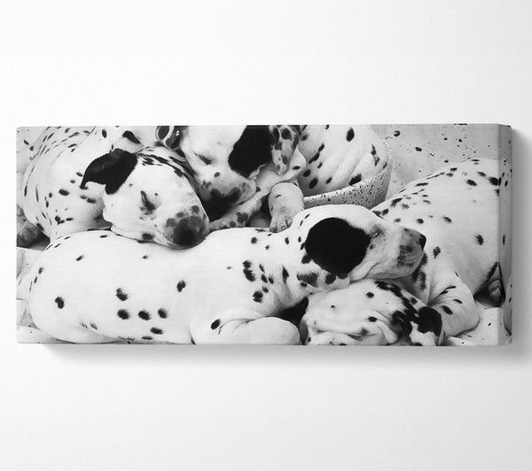 Dalmatian Puppies In Dreamland