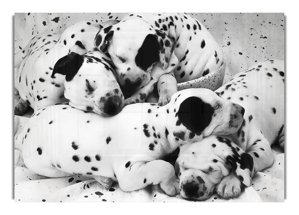 Dalmatian Puppies In Dreamland