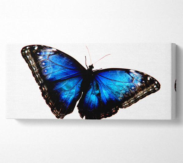 Diamond Blue Butterfly Wings