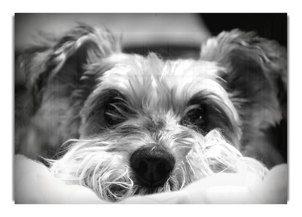 Dog Bw