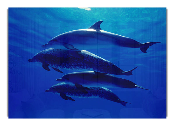 Dolphin Family