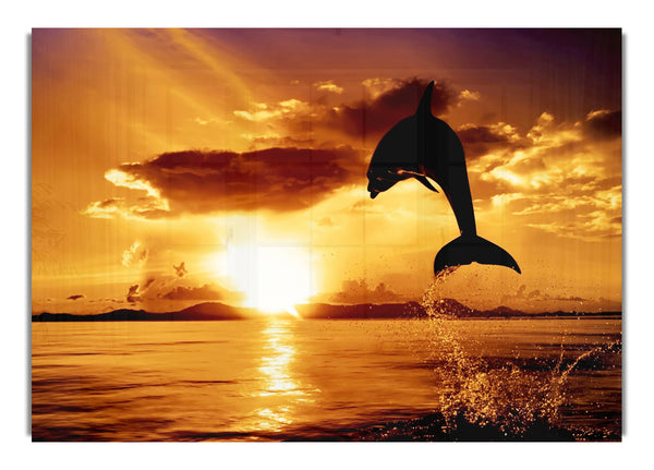 Dolphin Sunset