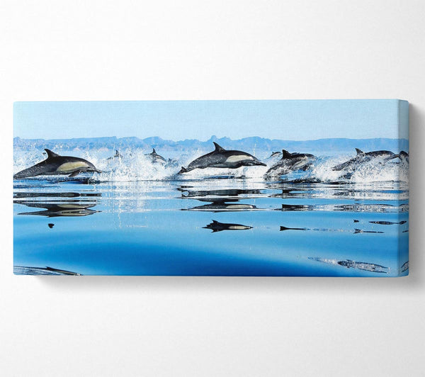 Dolphins In The Sea