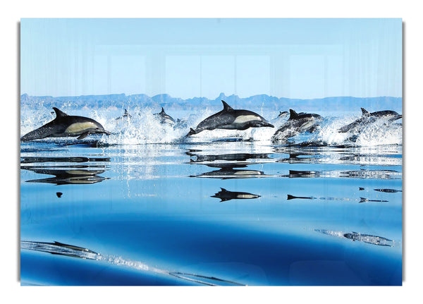 Dolphins In Sea