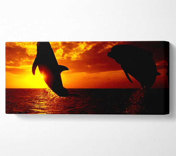 Dolphins Sunglow