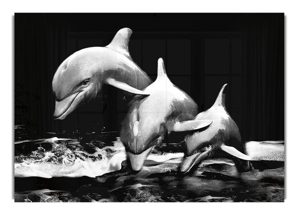 Dolphins