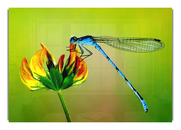 Dragonfly Beauty