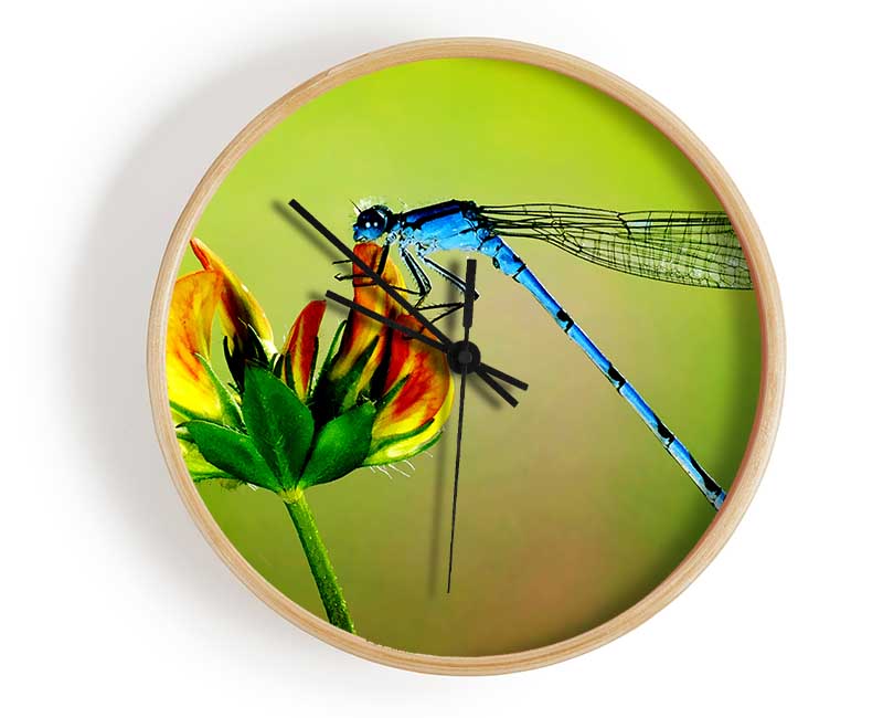 Dragonfly Beauty Clock - Wallart-Direct UK