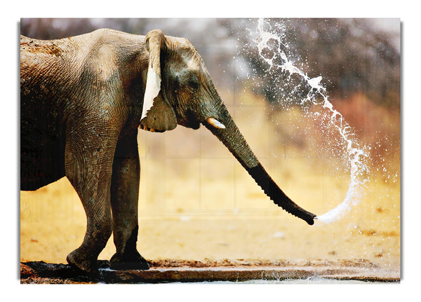 Elephant Bath