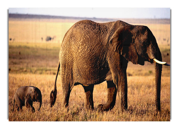 Elephant Mother And Baby