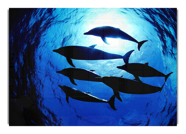 Family Of Dolphins