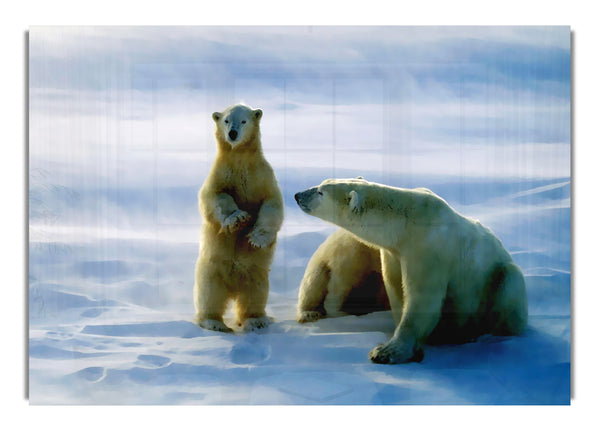 Family Of Polar Bears