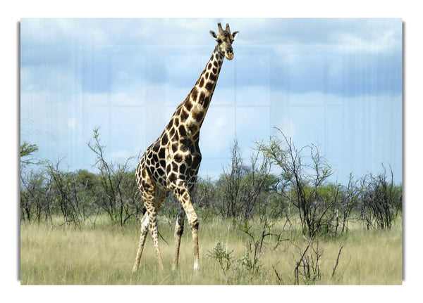 Giraffe   Etosha Namibia