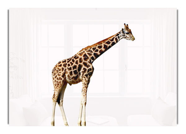 Giraffenhals