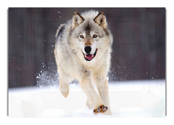 Gray Wolf Minnesota