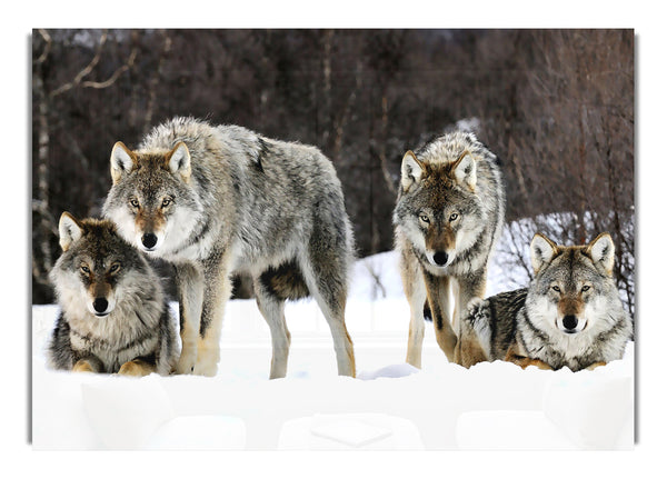 Gray Wolves Norway