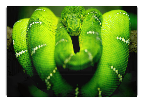 Green Snake