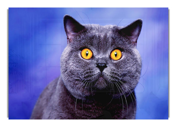 Heres Looking At You Cat Wild Life Canvas