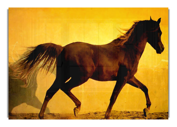 Horse In Golden Sunlight