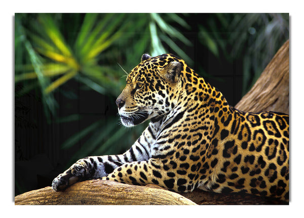 Jaguar In Amazon Rainforest